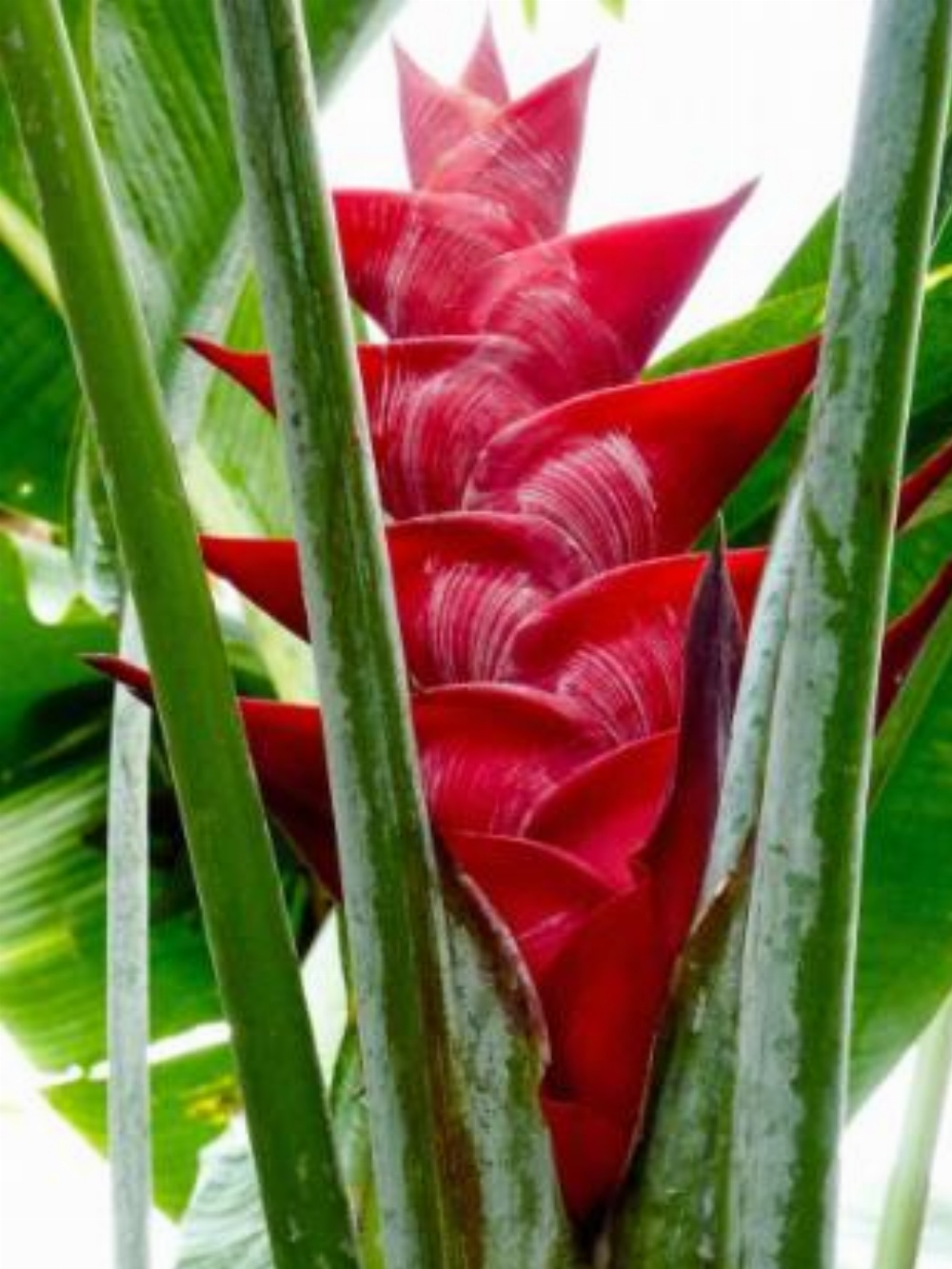 Bali Mountain Retreat Image 14
