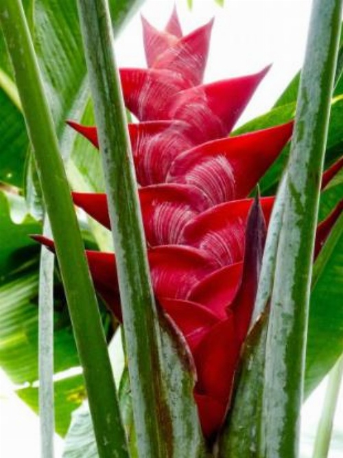 Bali Mountain Retreat image 14